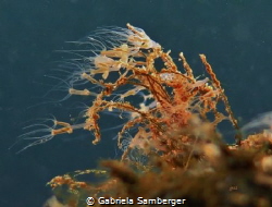 Pelmatohydra oligactis - Gestielte Süßwasserpolypen by Gabriela Samberger 